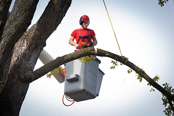 Tree Branch Trimming in North Richland Hills, TX